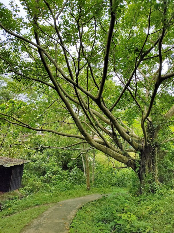 Assam University Image 5