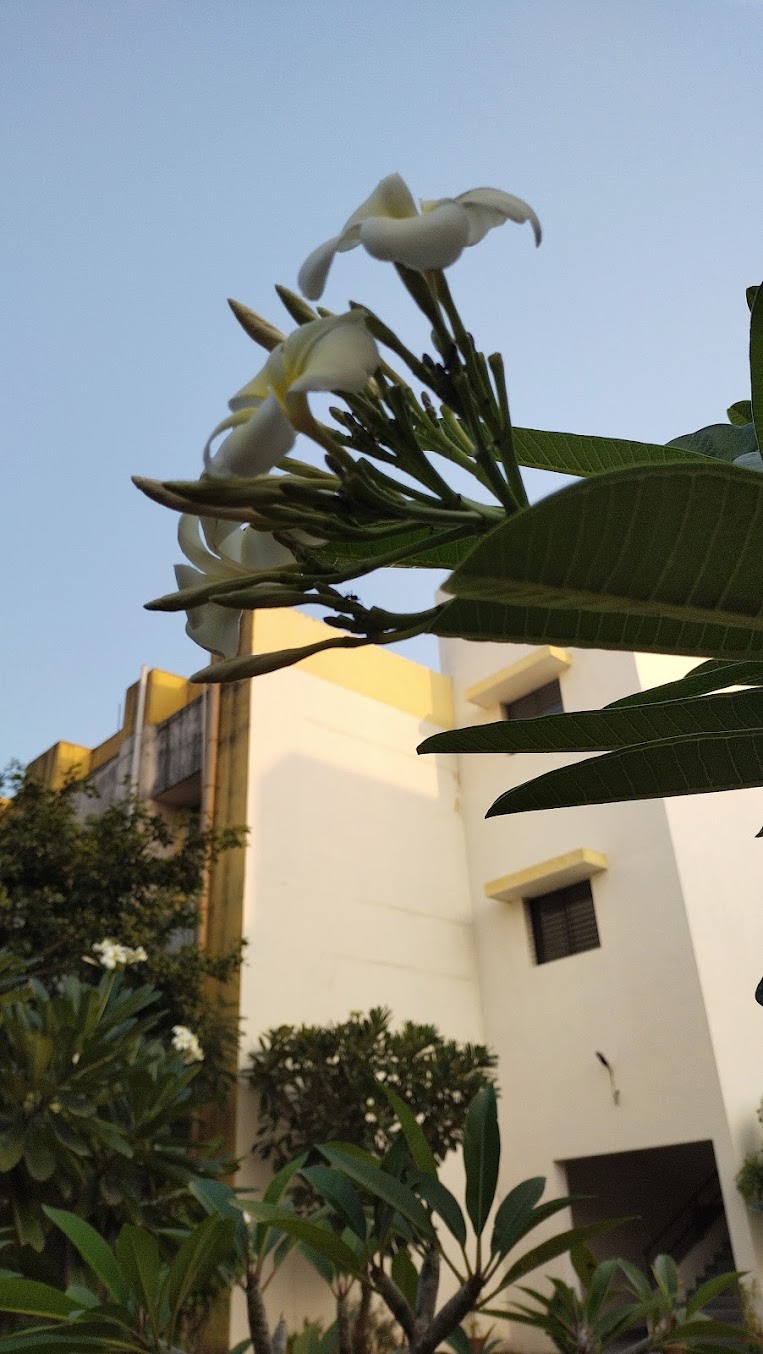 Cummins Pune Image 4