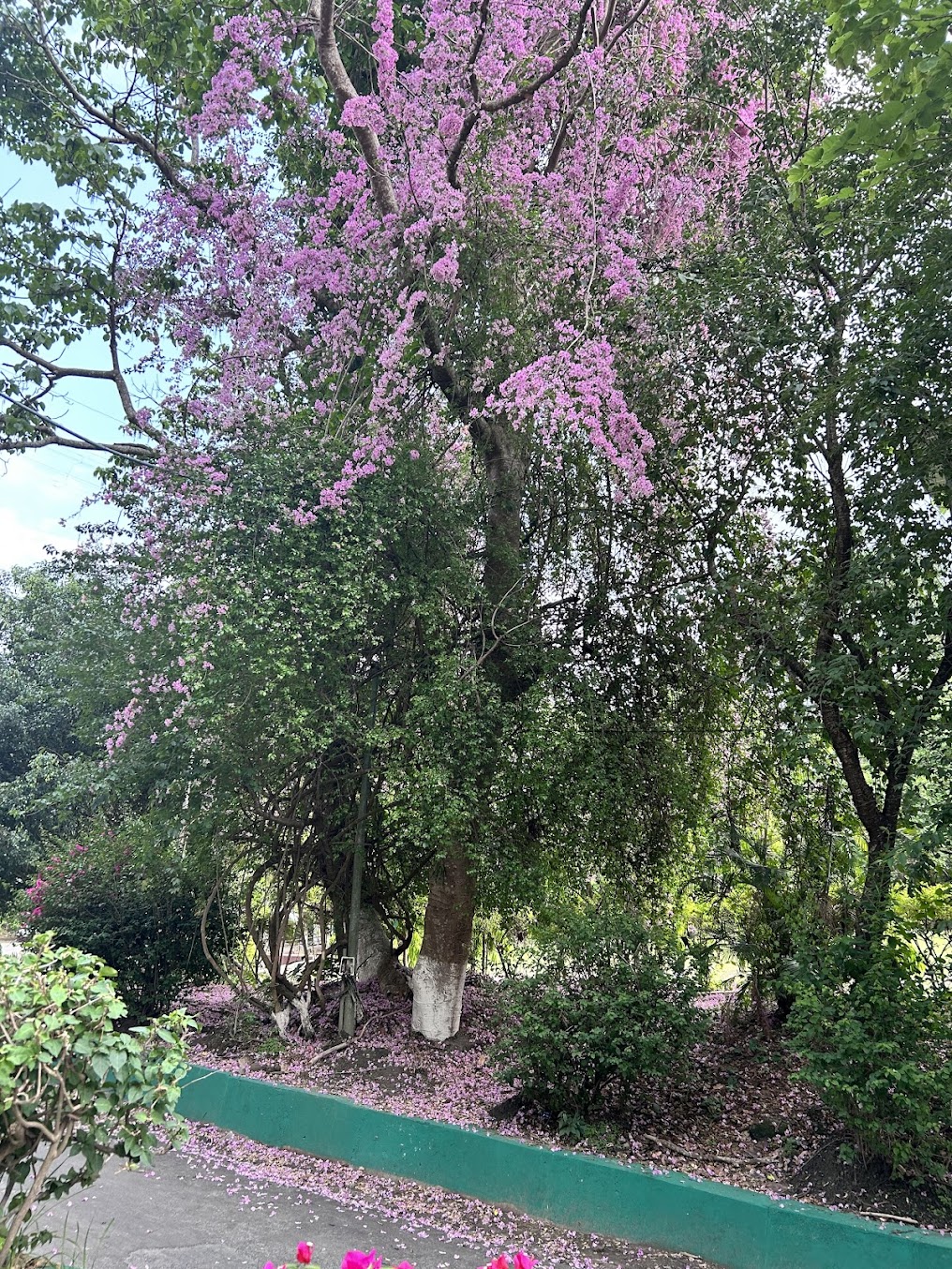 Mizoram University Image 13