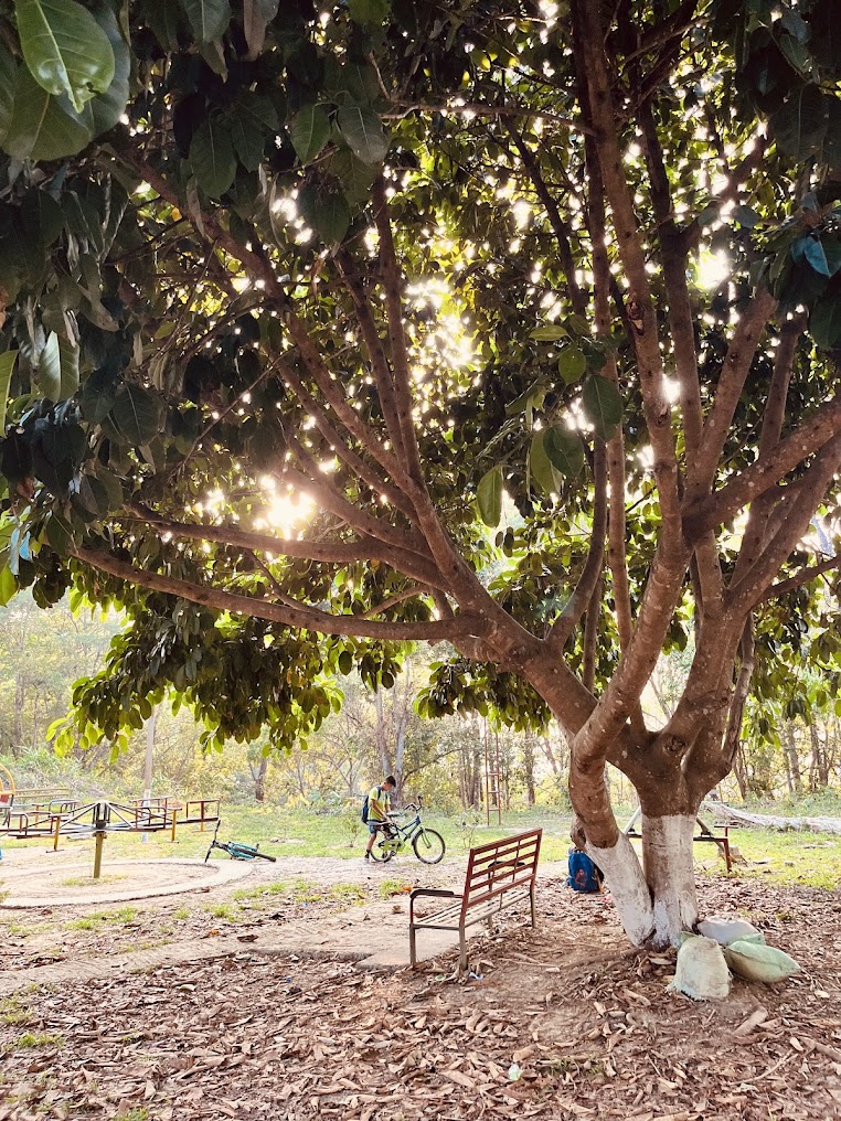 Mizoram University Image 14