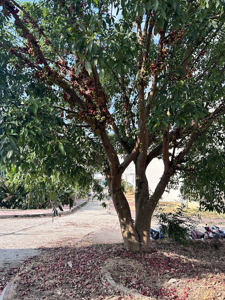 Mizoram University Image 20