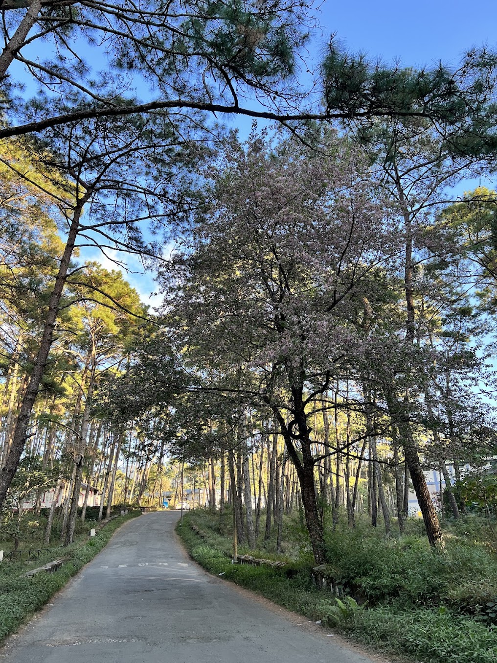 NEHU Shillong Image 18