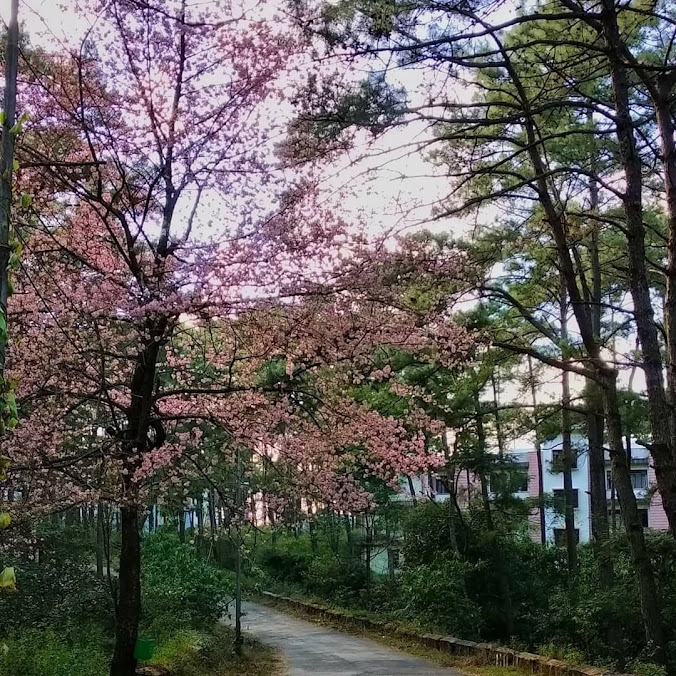 NEHU Shillong Image 19